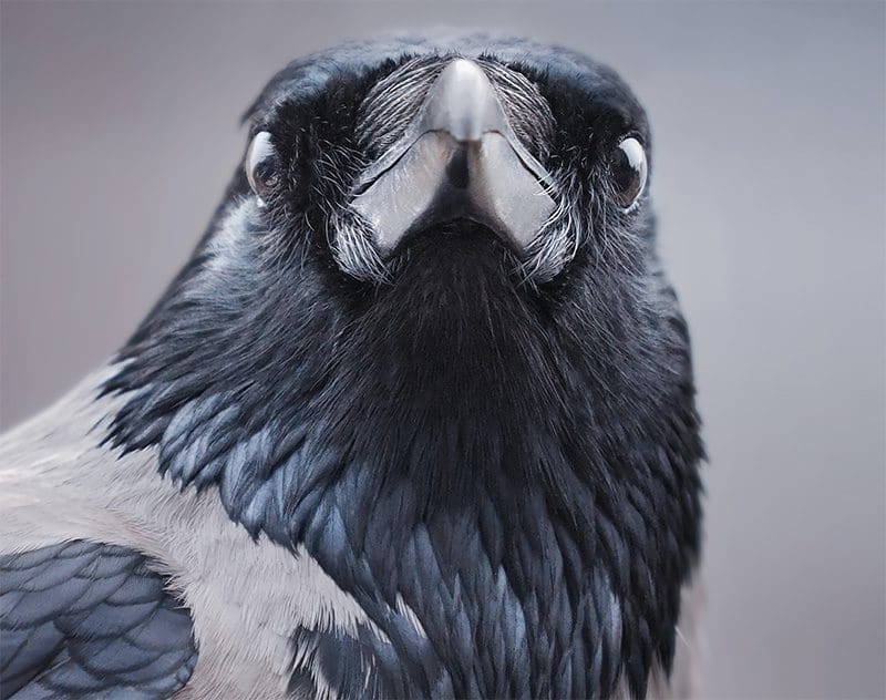 Bird Profile