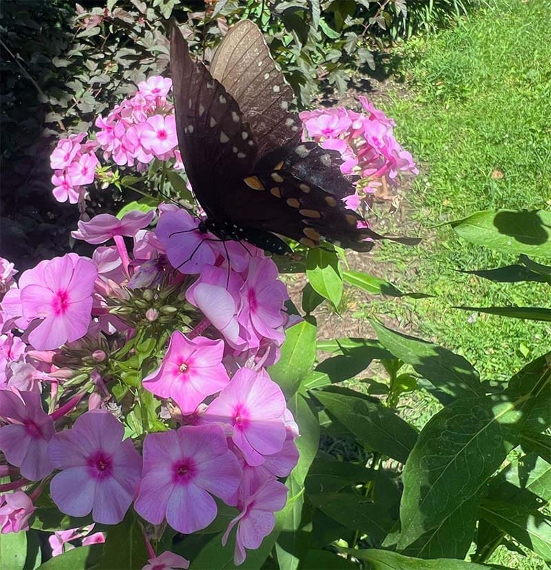 Butterfly on Phlox