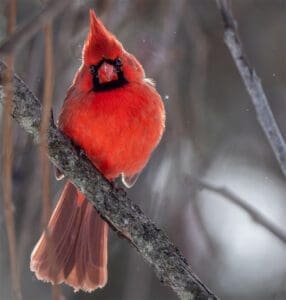 Cardinal Sitting on Branch in Winter